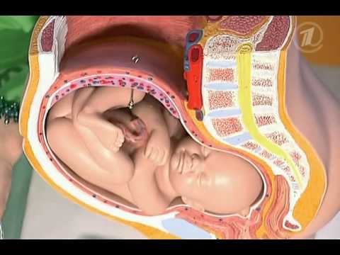 Опасность герпеса во время беременности