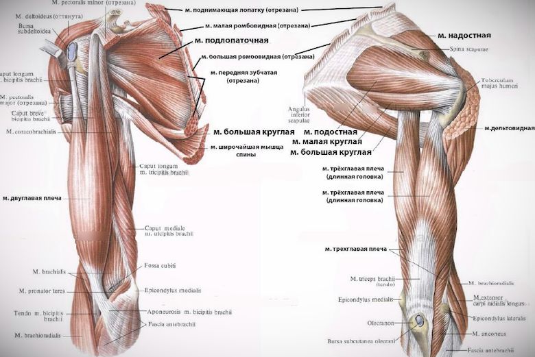 Что делать при растяжении мышц и связок плеча
