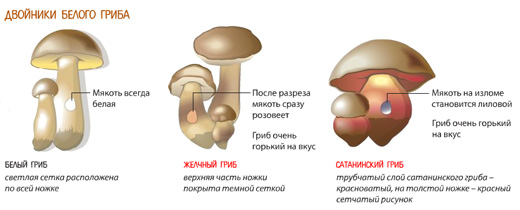 Белые грибы. Польза и вред для организма