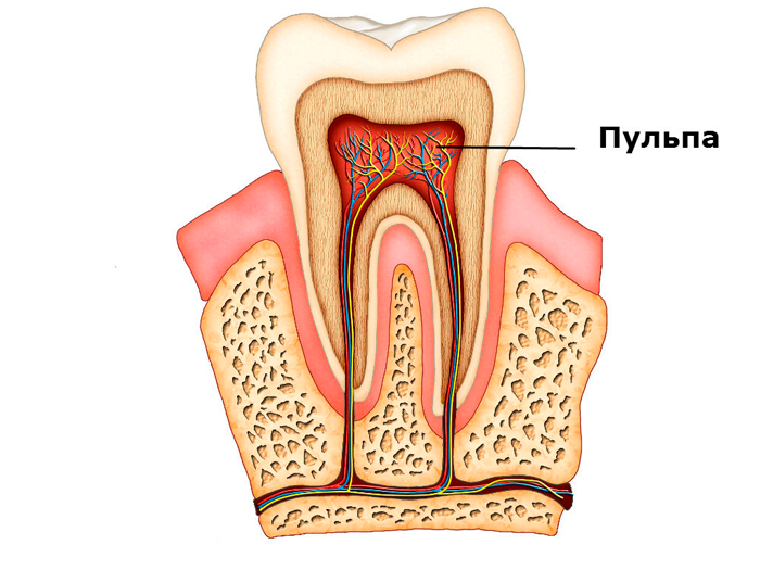 Строение зубного ряда человека
