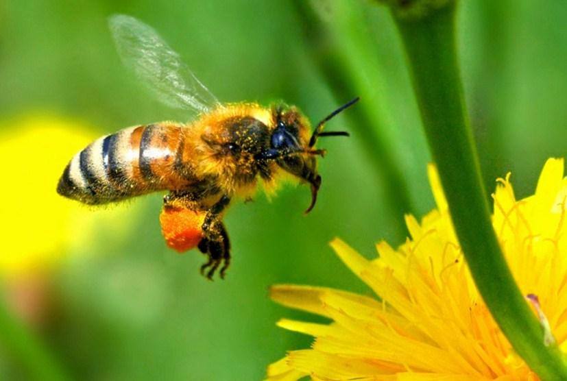 Что делать, если укусила пчела, и как предотвратить контакт с этим насекомым?