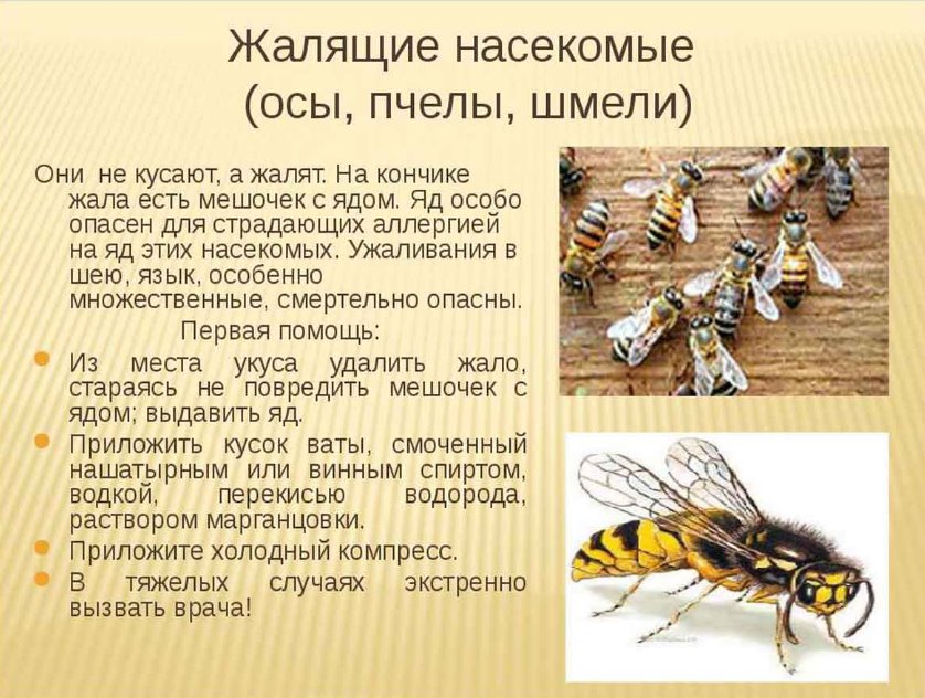 Если укусила пчела: как снять опухоль