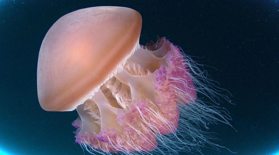 Что делать при укусе медузы: советы специалистов