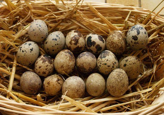 Перепелиные яйца польза и вред для женщин