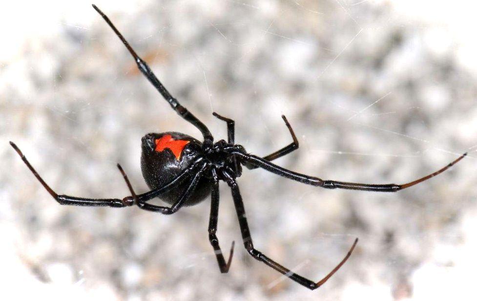 Что делать при укусе паука: правила оказания первой помощи