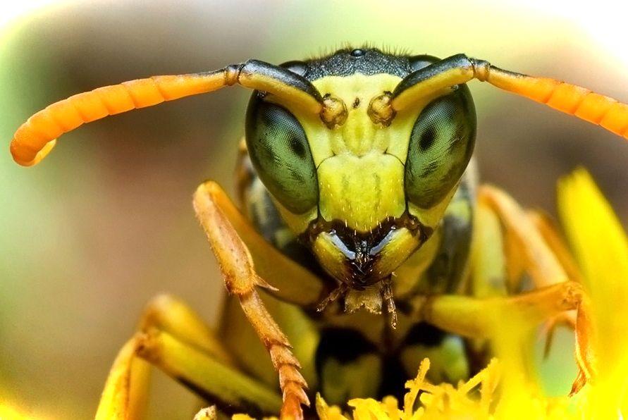 Укус осы – что делать в домашних условиях, и нужно ли идти к врачу?