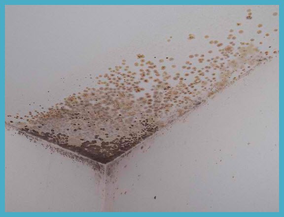 Как избавиться от плесени на стенах в квартире | complex-clinic