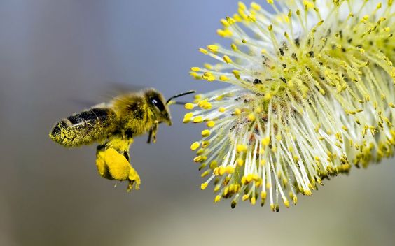Пчелиная пыльца: польза и вред, как принимать